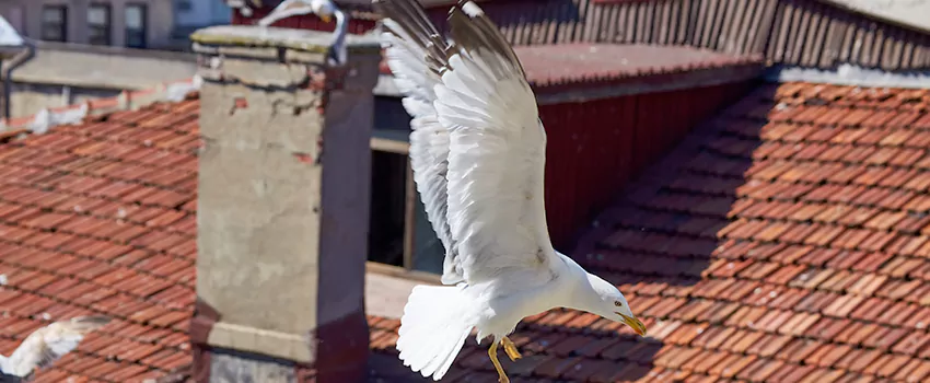 Residential Chimney Animal Removal Solution in Kendall, FL